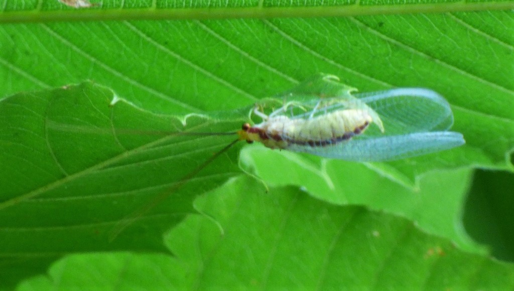 Chrysopidae: Italochrysa italica